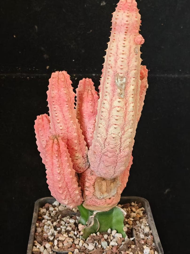 空*豆様 ユーフォルビア アブデルクリ 'Damask' 多肉植物 サボテン 希