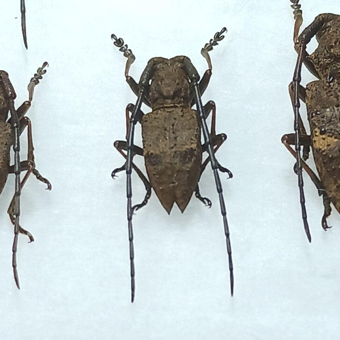 フジータニグチ　ハイブリッドポイント産　7♂7♀