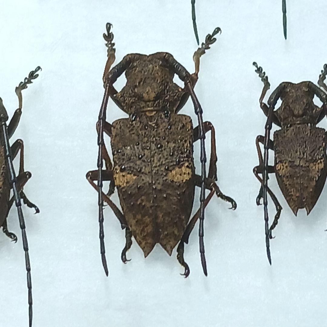 フジータニグチ　ハイブリッドポイント産　7♂7♀