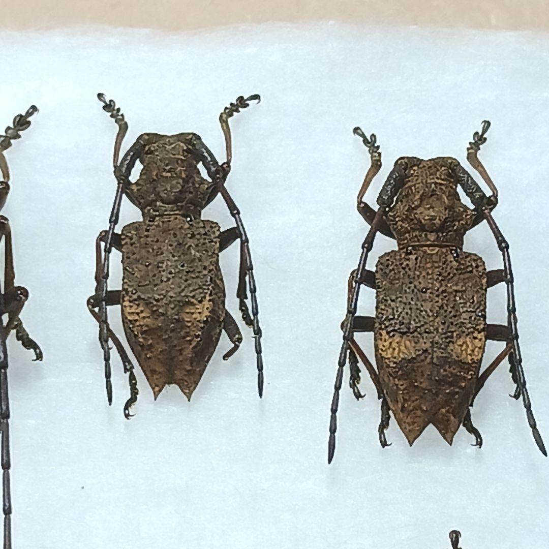 フジータニグチ　ハイブリッドポイント産　7♂7♀