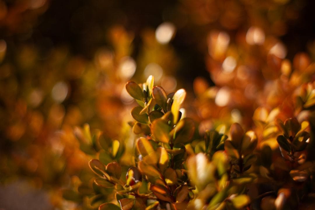 【オールドレンズ】Super Takumar 55mm f1.8 前期