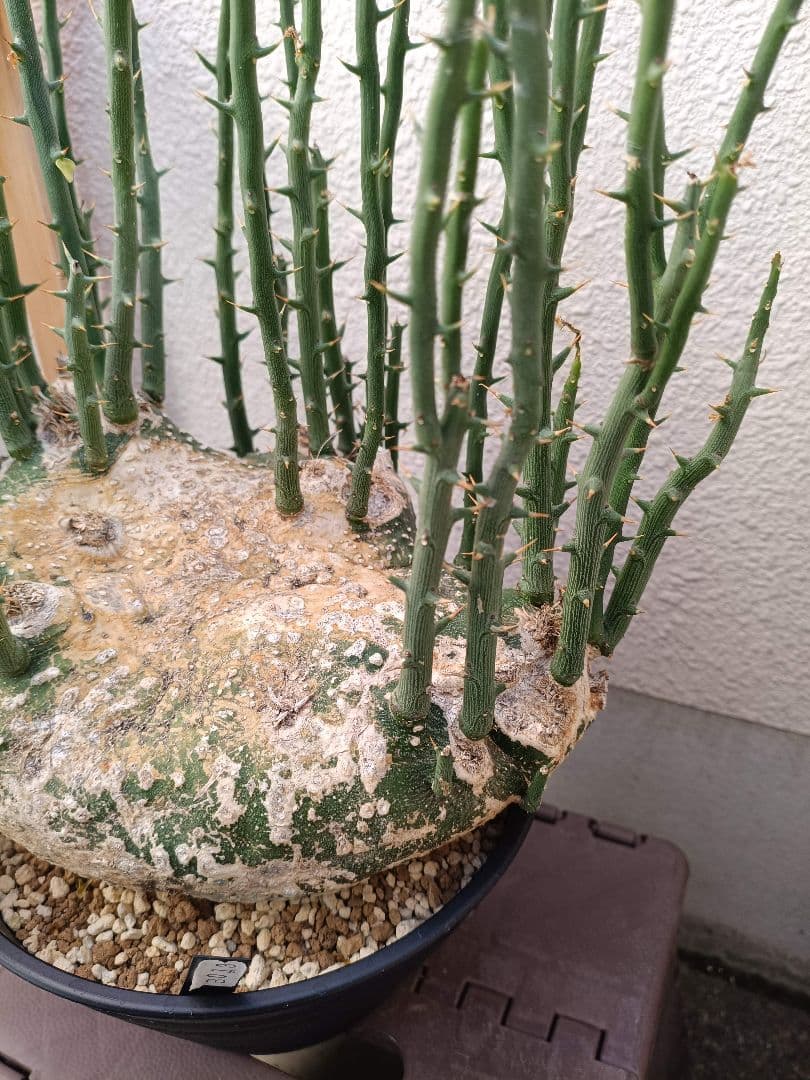 貴重種！超大型美形！アデニア プセウドグロボーサ 塊根植物