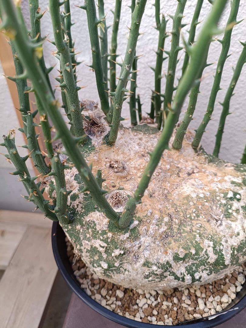 貴重種！超大型美形！アデニア プセウドグロボーサ 塊根植物