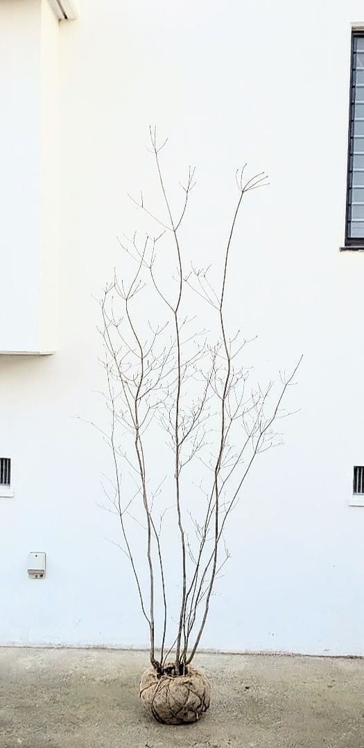 山採りドウダンツツジ。