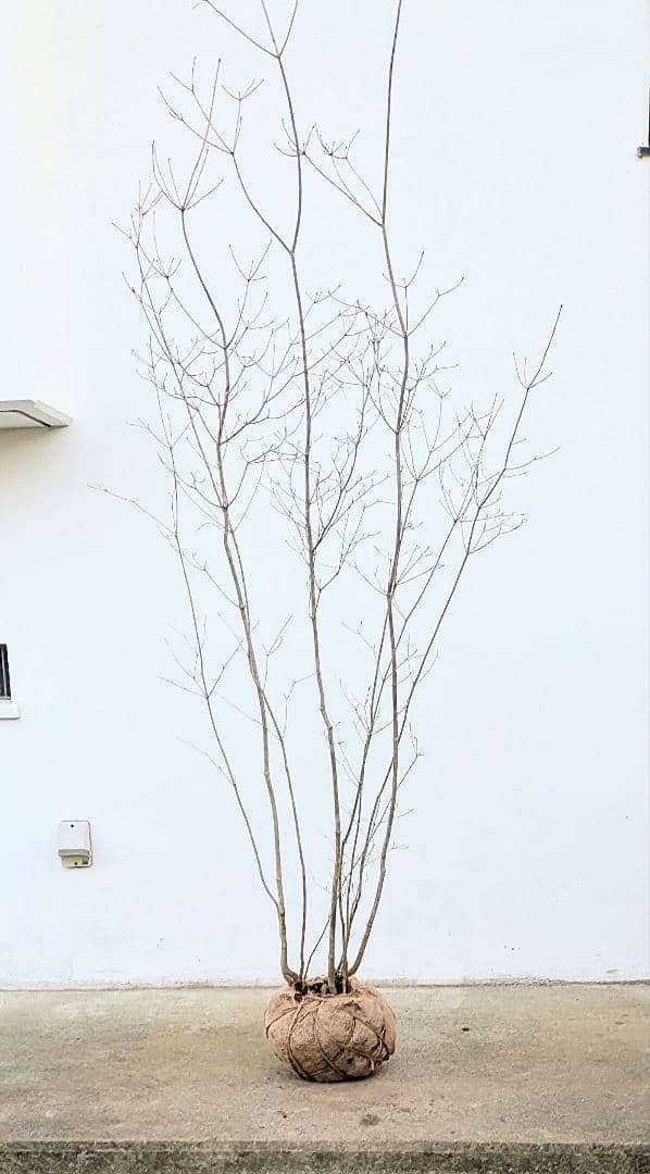 山採りドウダンツツジ。