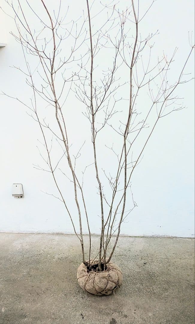 山採りドウダンツツジ。