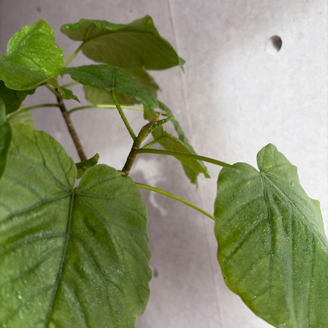 フィカス・ウンベラータ 高級　曲がり仕立て