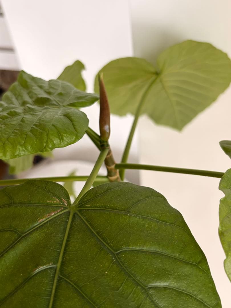 フィカス・ウンベラータ 高級　曲がり仕立て