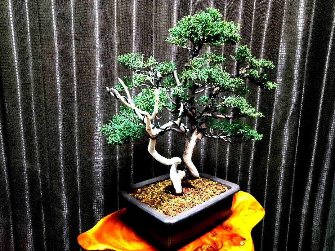 【中品　紀州真柏盆栽】　　　　⭕新春限定ご奉仕品❗