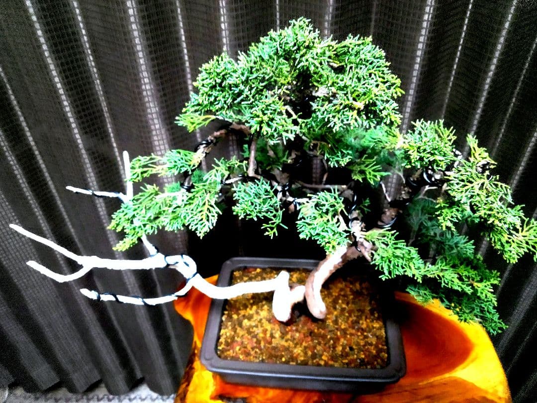 【中品　紀州真柏盆栽】　　　　⭕新春限定ご奉仕品❗