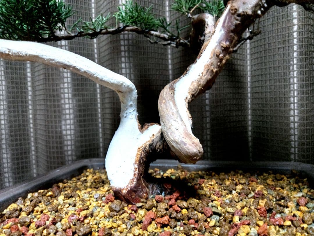 【中品　紀州真柏盆栽】　　　　⭕新春限定ご奉仕品❗