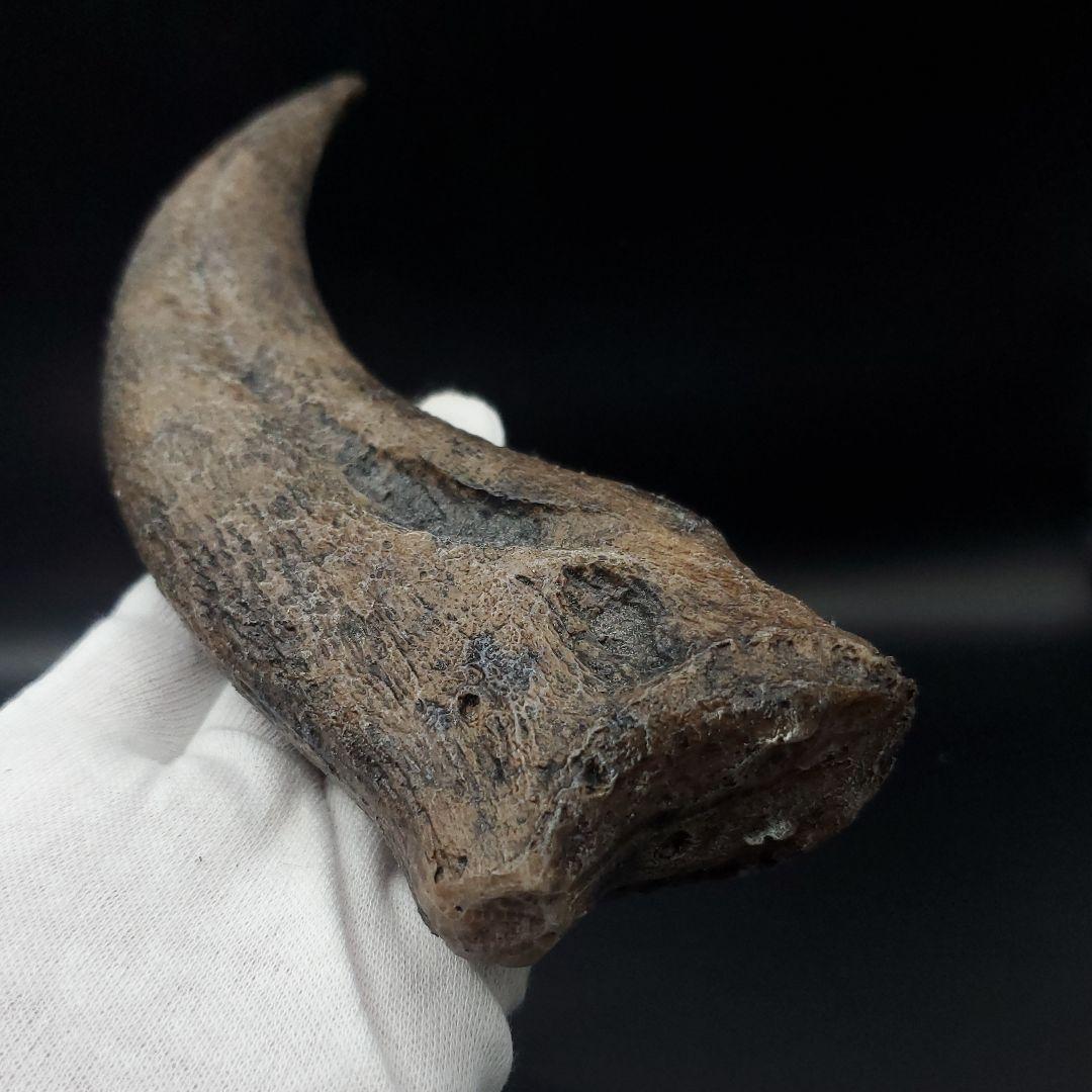 スピノサウルス 爪 レプリカ 184.47mm spr2