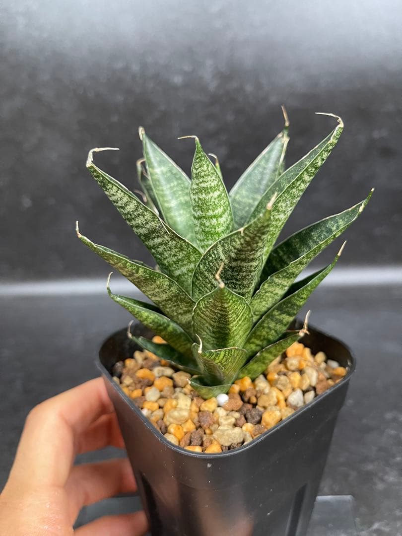 EMP サンセベリア ブラックキャッスル / 左が成長イメージSA421