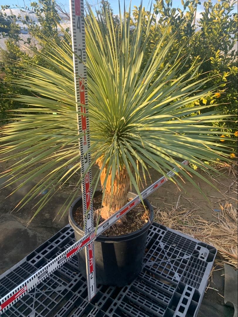 ユッカ　ロストラータ　引取限定