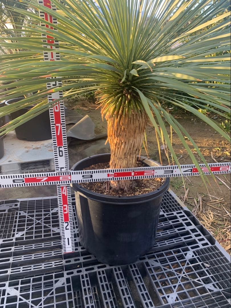 ユッカ　ロストラータ　引取限定