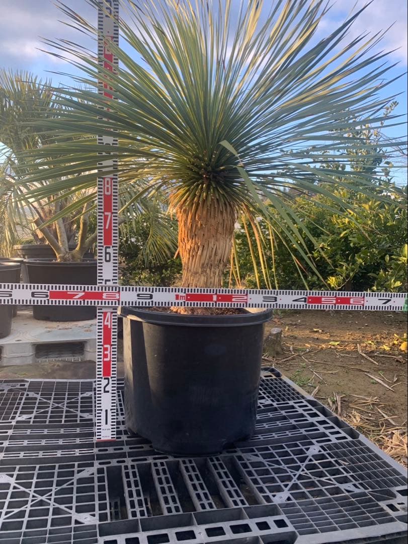 ユッカ　ロストラータ　引取限定