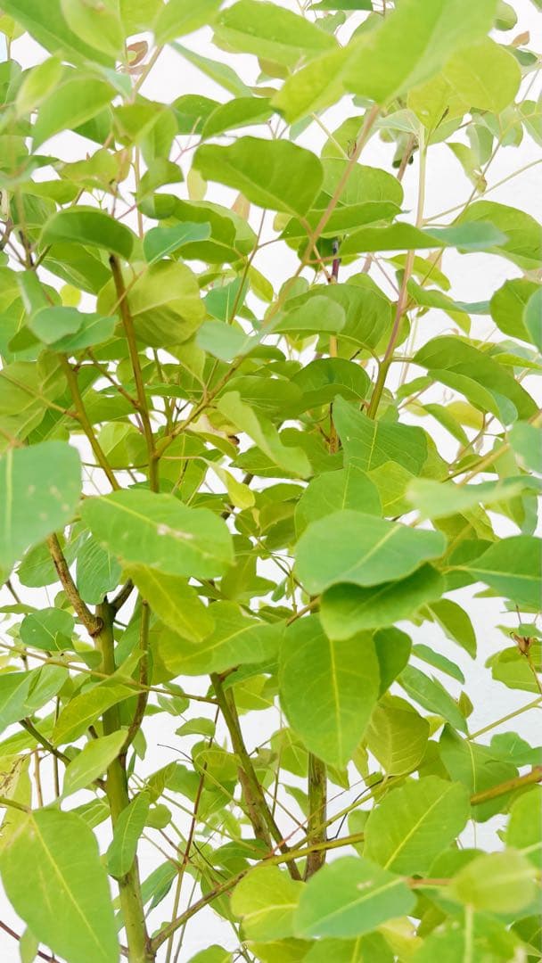 珍種☆レインボーユーカリ2.2M(鉢底から)