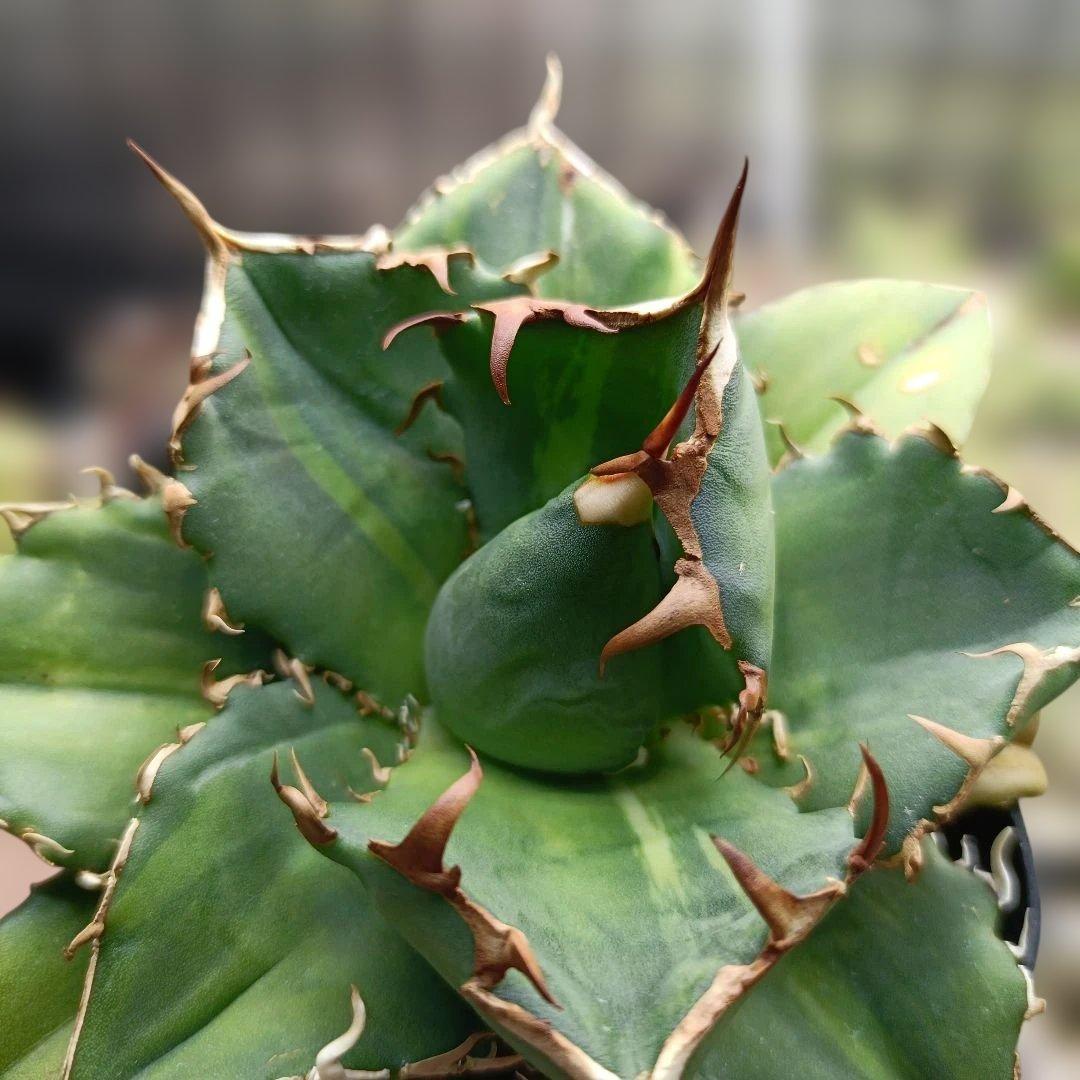 アガベ　チタノタ　白鯨　白鯨錦　西瓜斑　④