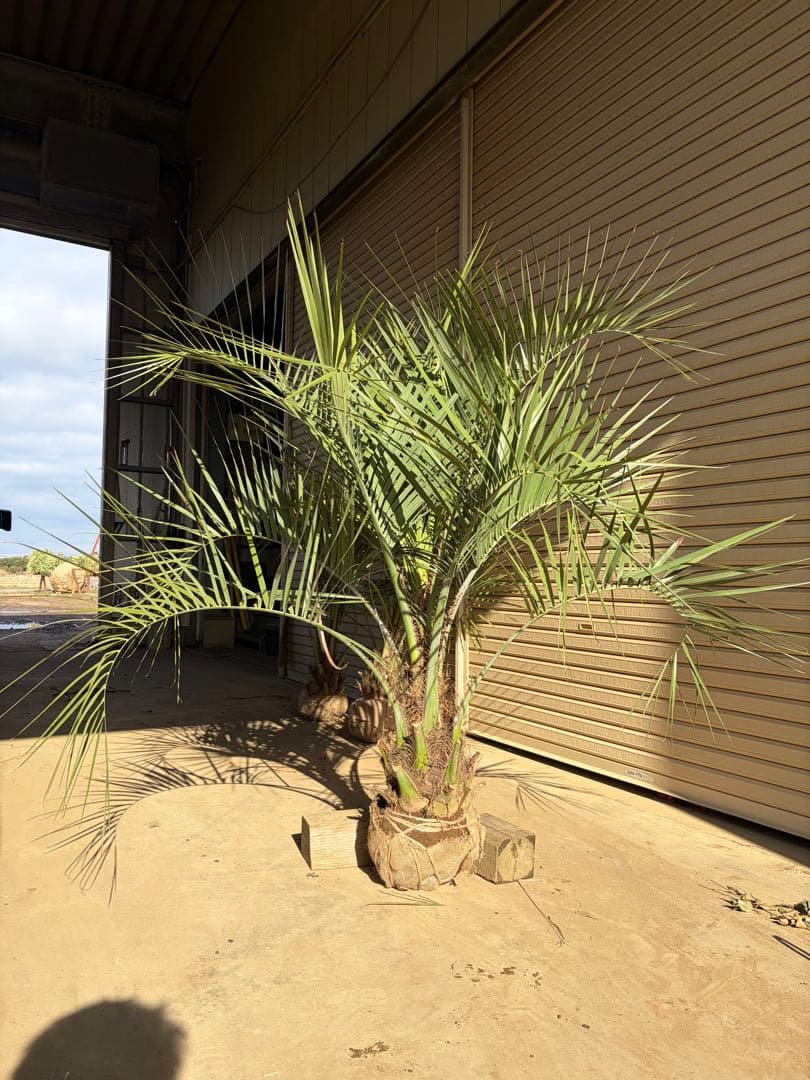 ココスヤシ　根鉢上から130センチ