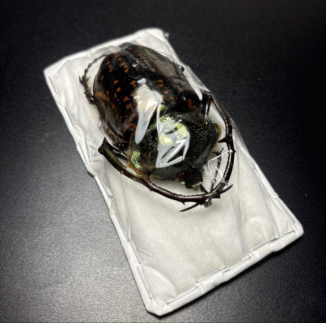 標本69mm バターレルテナガコガネ Cheirotonus battareli