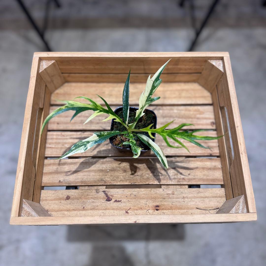 B*B様 19 フィロデンドロン　トータム　斑入り　美斑