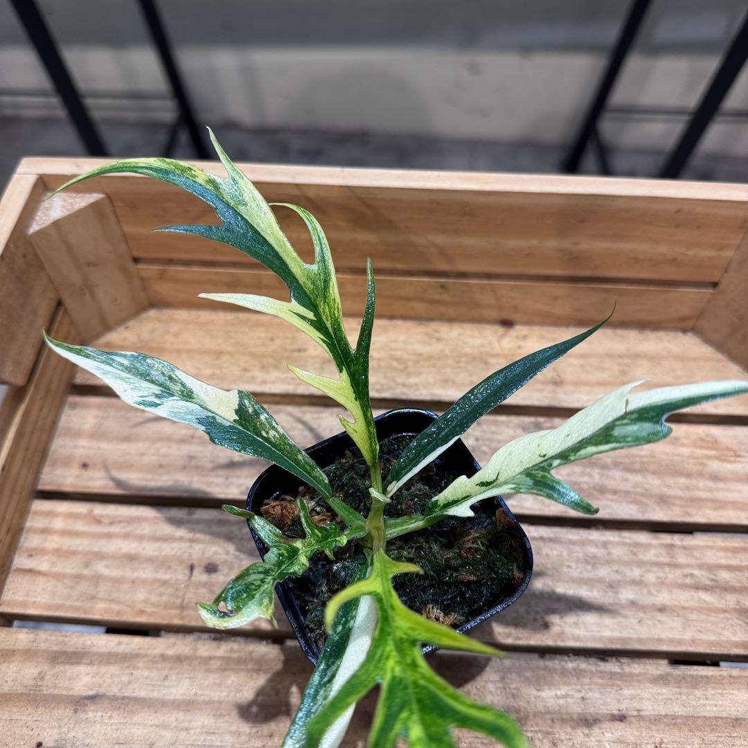 B*B様 19 フィロデンドロン　トータム　斑入り　美斑