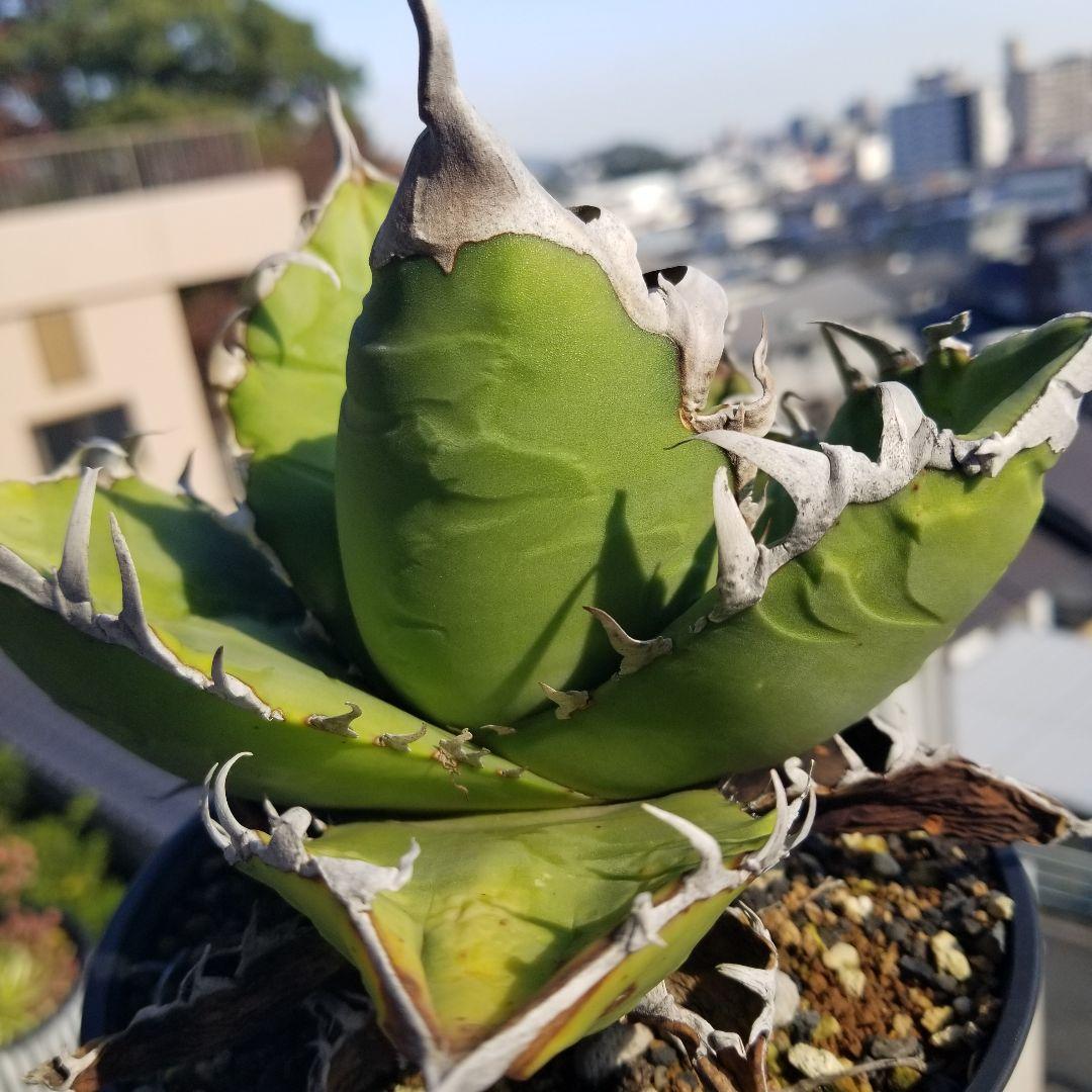 アガベ イタリア　オテロイ