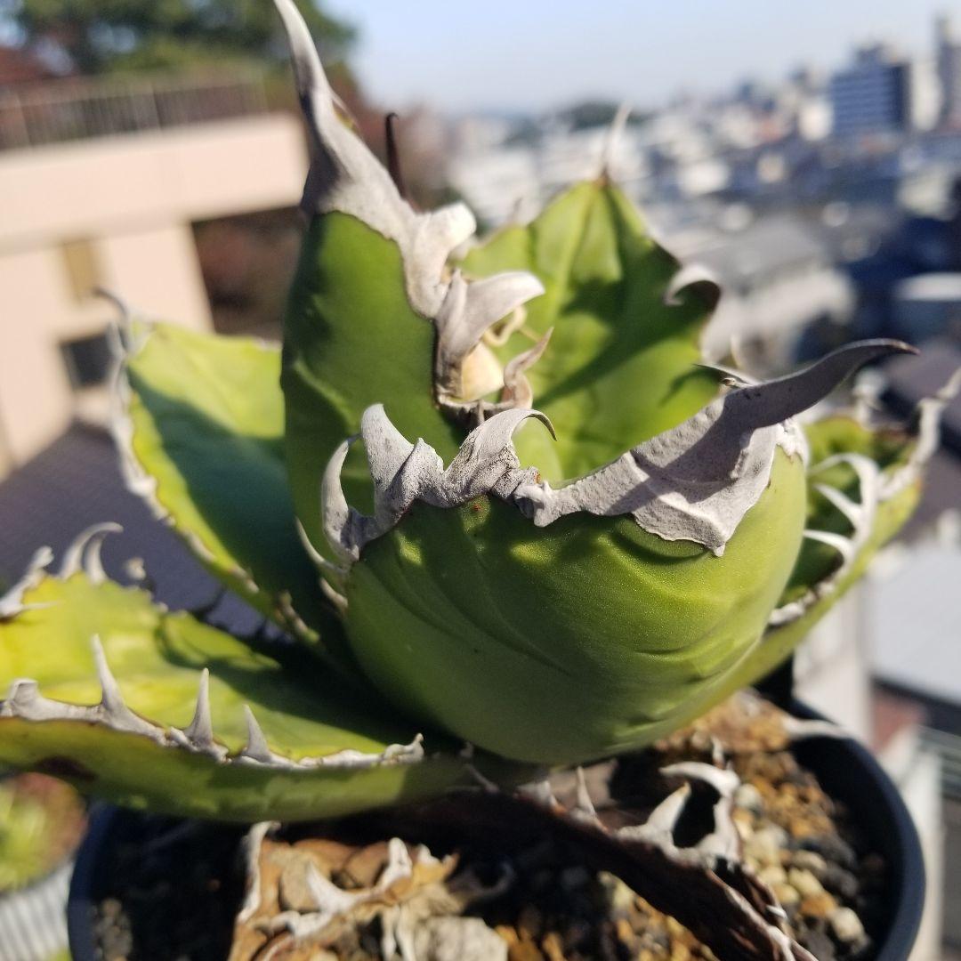 アガベ イタリア　オテロイ