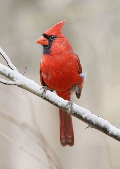 ✯ 極レア Baccarat 猩々紅冠鳥 スズメ 鳥 インコ 酉 ペット 置物✯