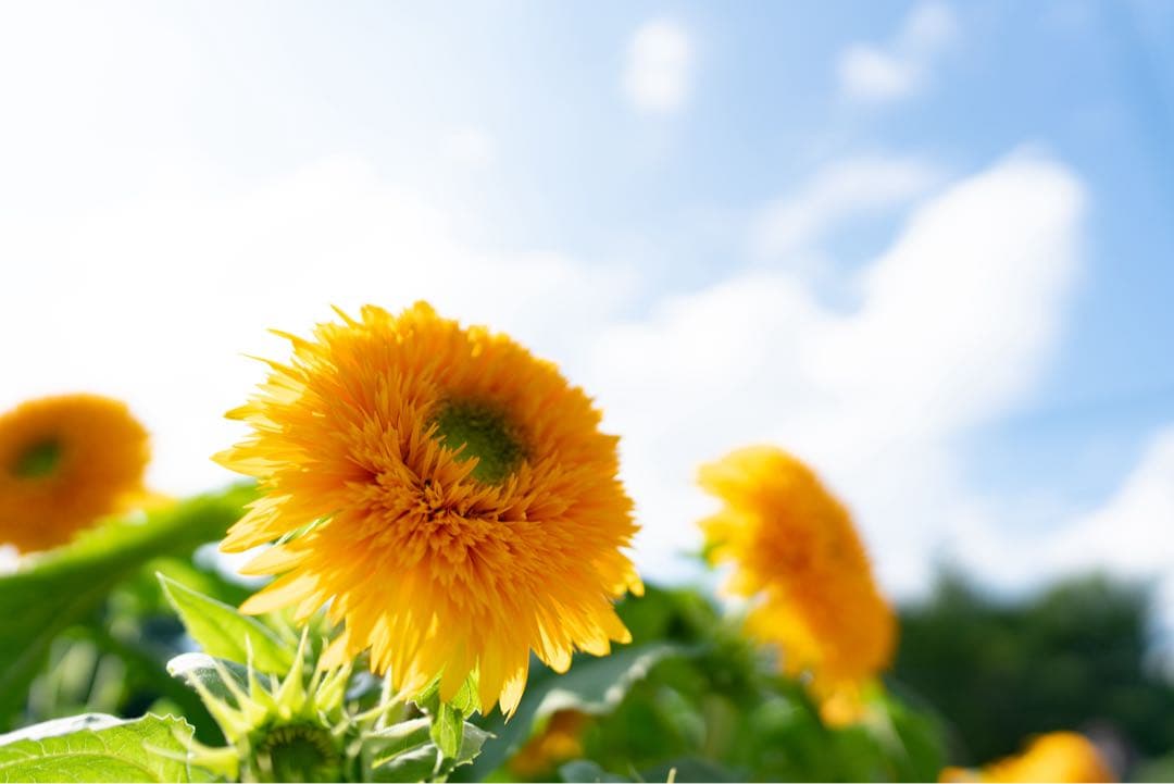 レンズ(単焦点) SONY E-mount SEL24F14GM