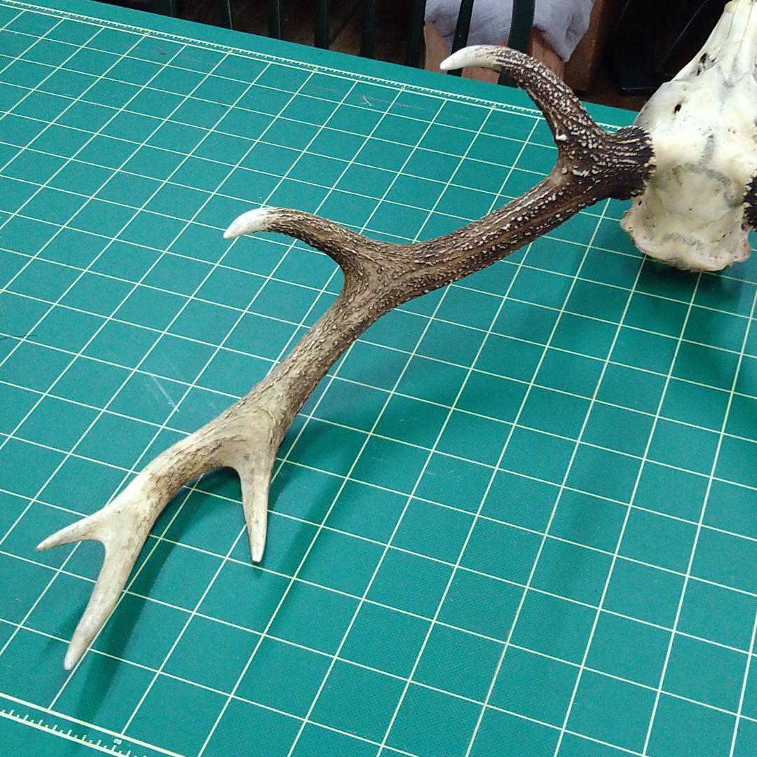 激レア　４又５尖　ニホンジカ頭骨　下顎付き