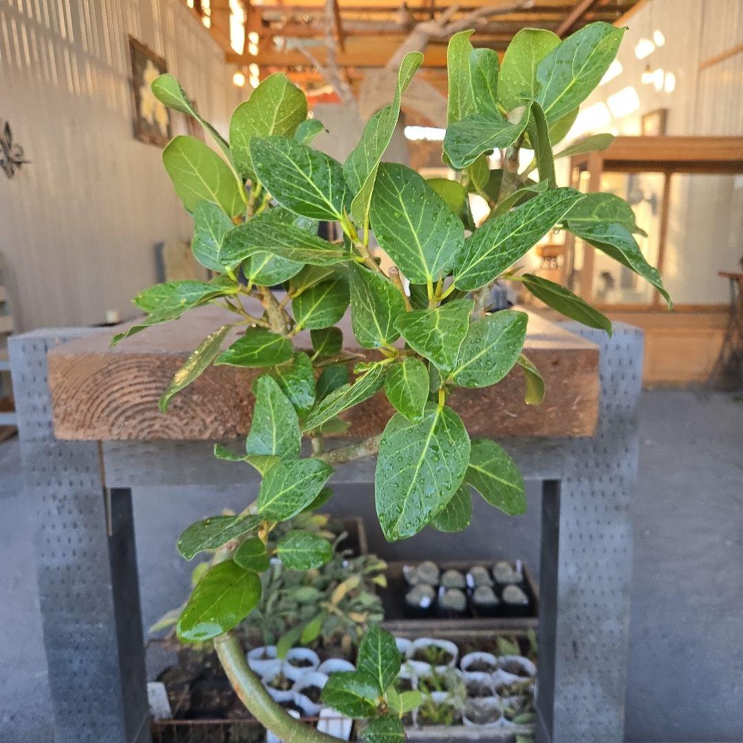 ⑩　フィカス　ベンガレンシ　曲がり仕立て7号　最高等級　おしゃれ 鉢