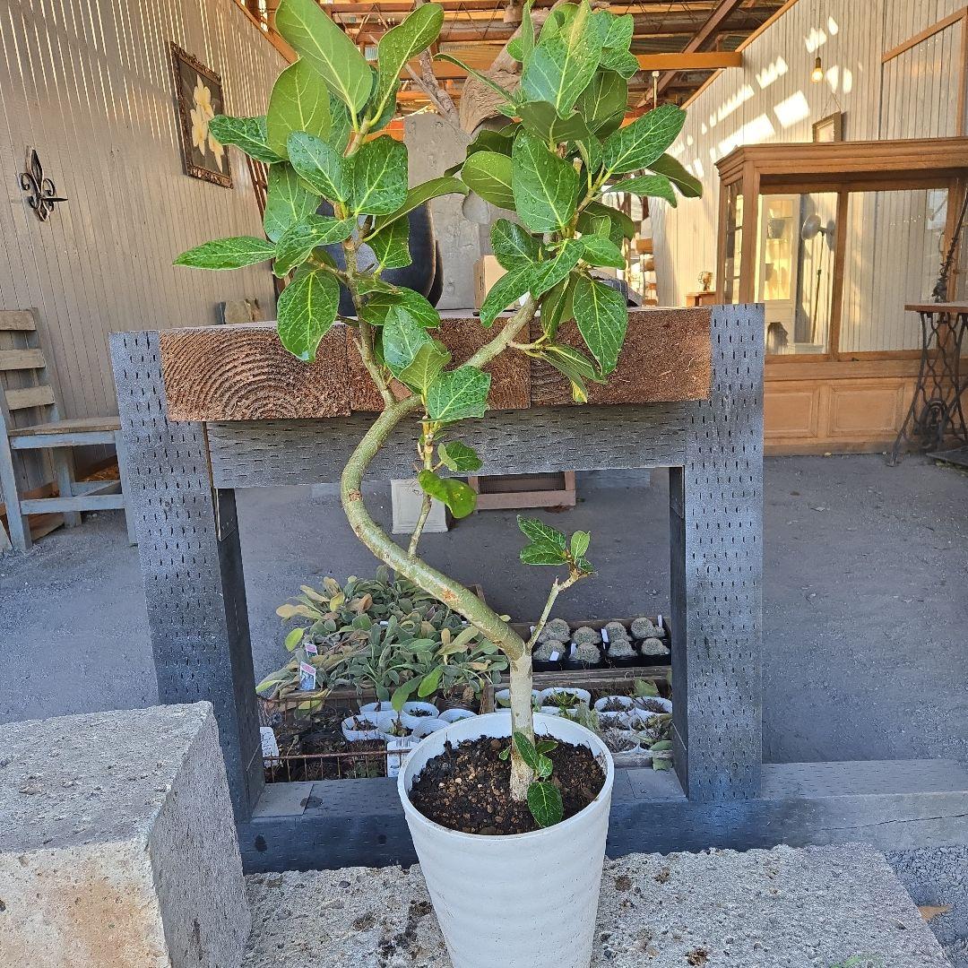 ⑩　フィカス　ベンガレンシ　曲がり仕立て7号　最高等級　おしゃれ 鉢