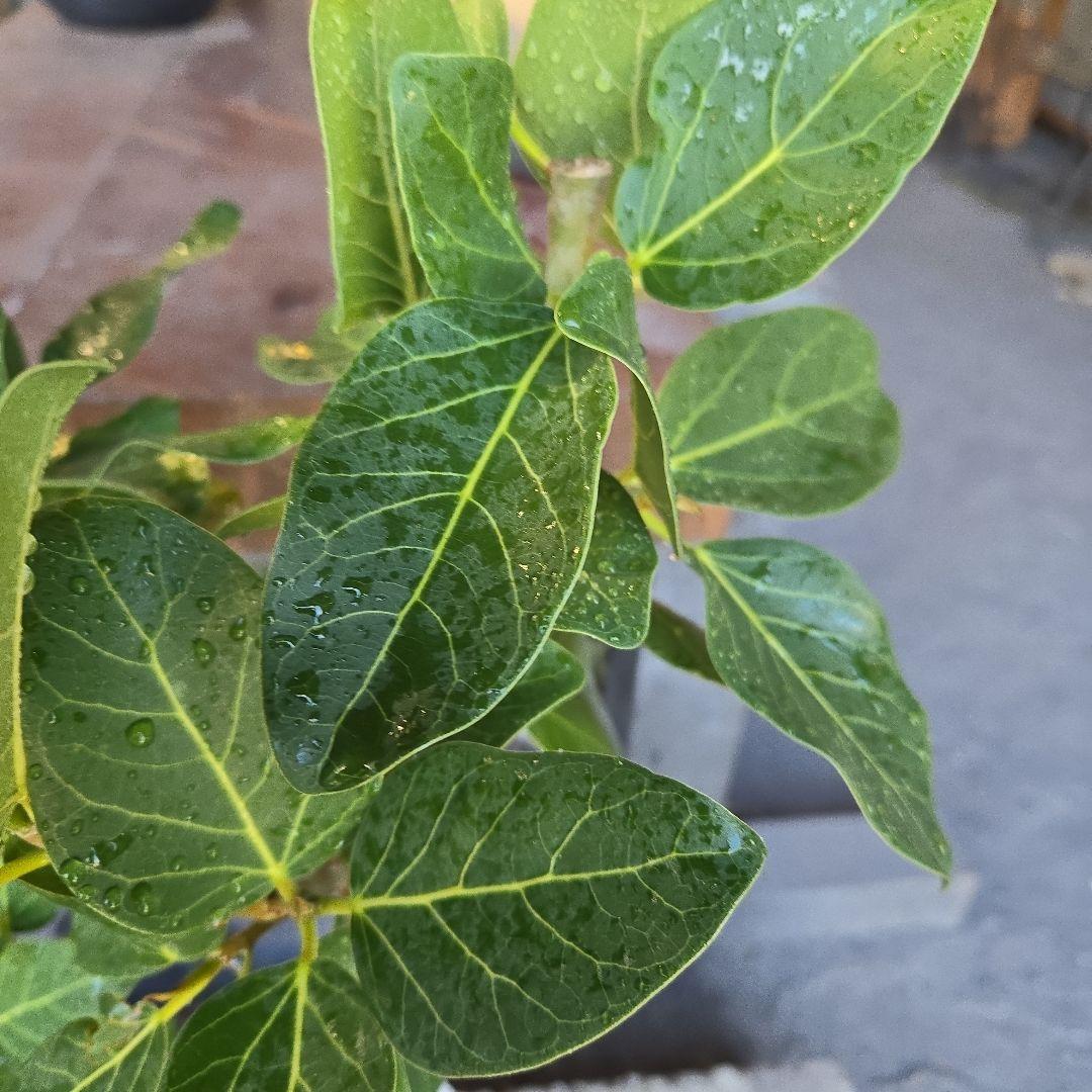 ⑩　フィカス　ベンガレンシ　曲がり仕立て7号　最高等級　おしゃれ 鉢