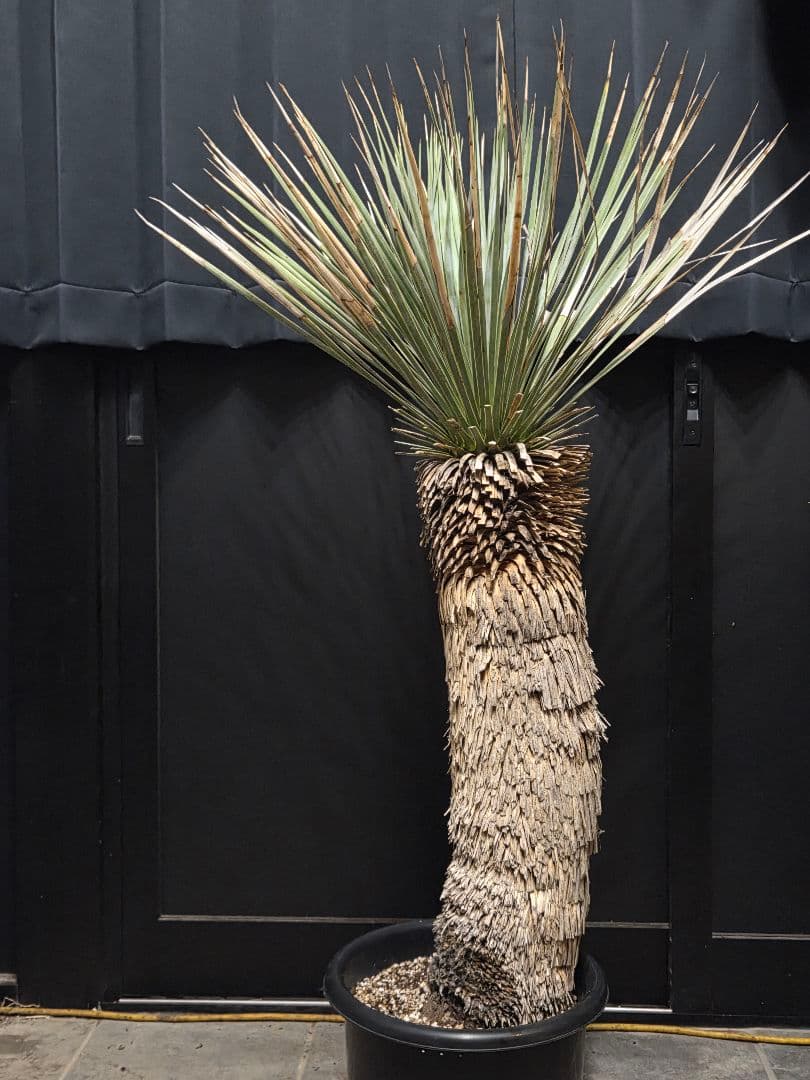 専用出品 特、セット割 ユッカ ロストラータ (う) 太株