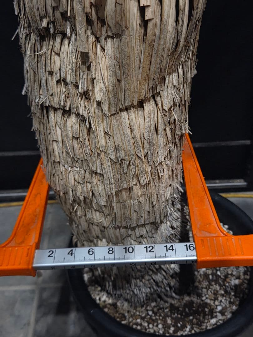 専用出品 特、セット割 ユッカ ロストラータ (う) 太株