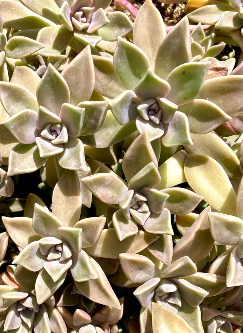 超絶ワイルド森で野生化【朧月＊オボロヅキ】多肉植物＊カット苗＊コンパクトボックス