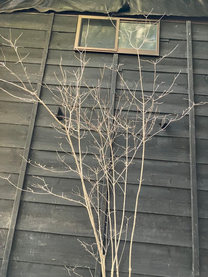 40 山採り　ヤマボウシ