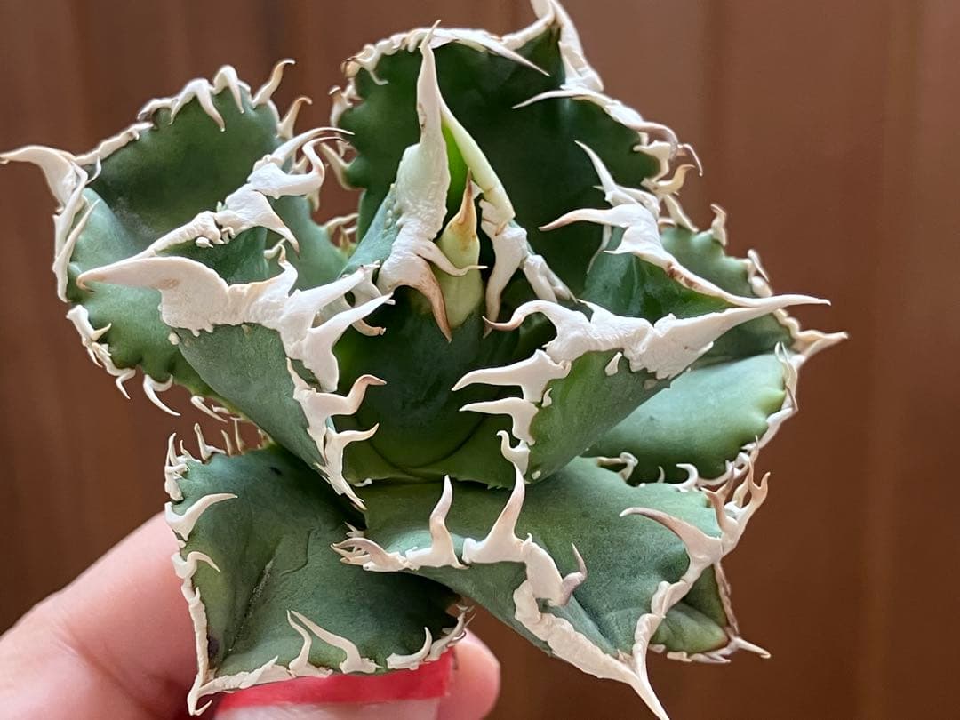 ポ*コ様 【週末オークション】超選抜　太棘　アガベ　チタノタ　白豪刺　TC 優秀