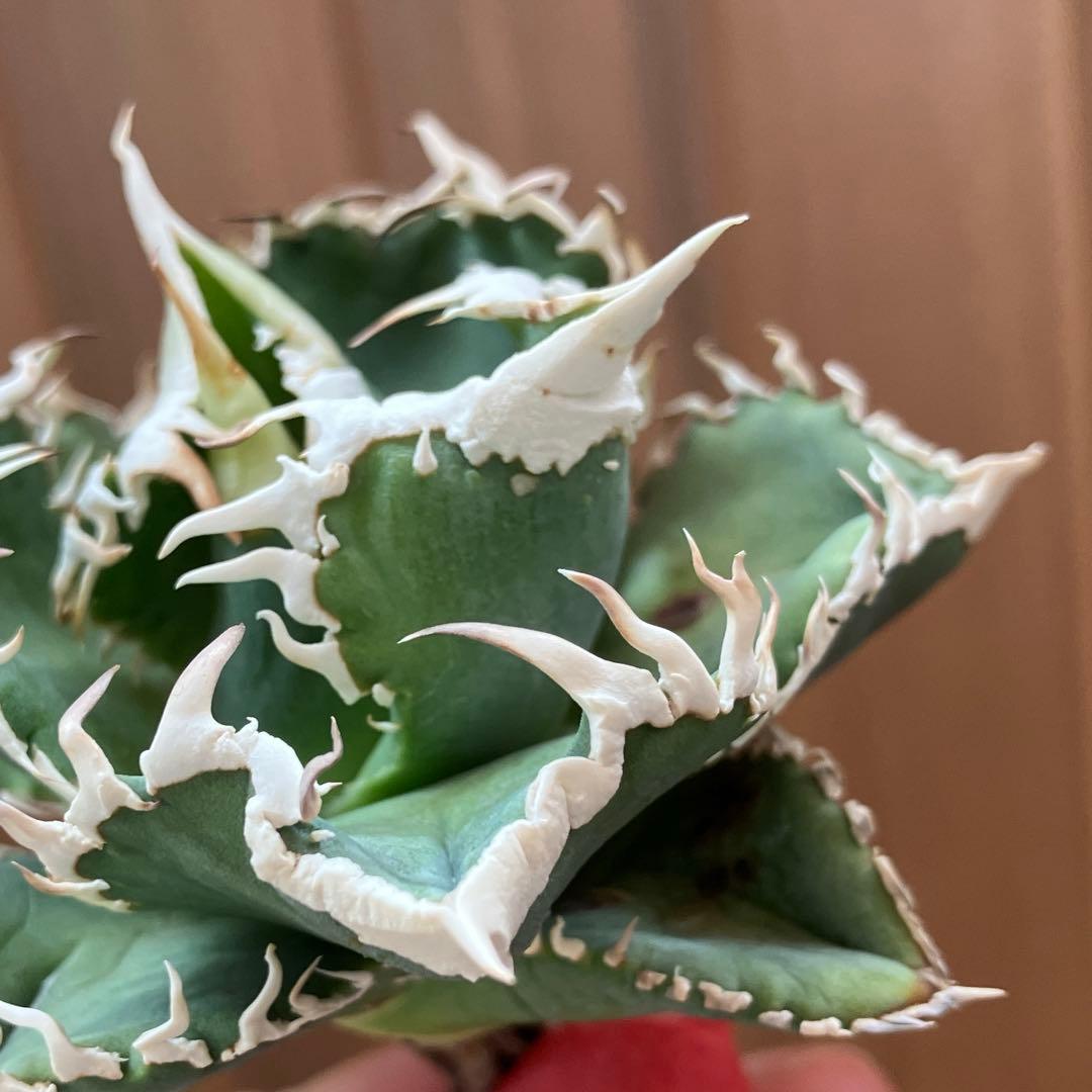 ポ*コ様 【週末オークション】超選抜　太棘　アガベ　チタノタ　白豪刺　TC 優秀