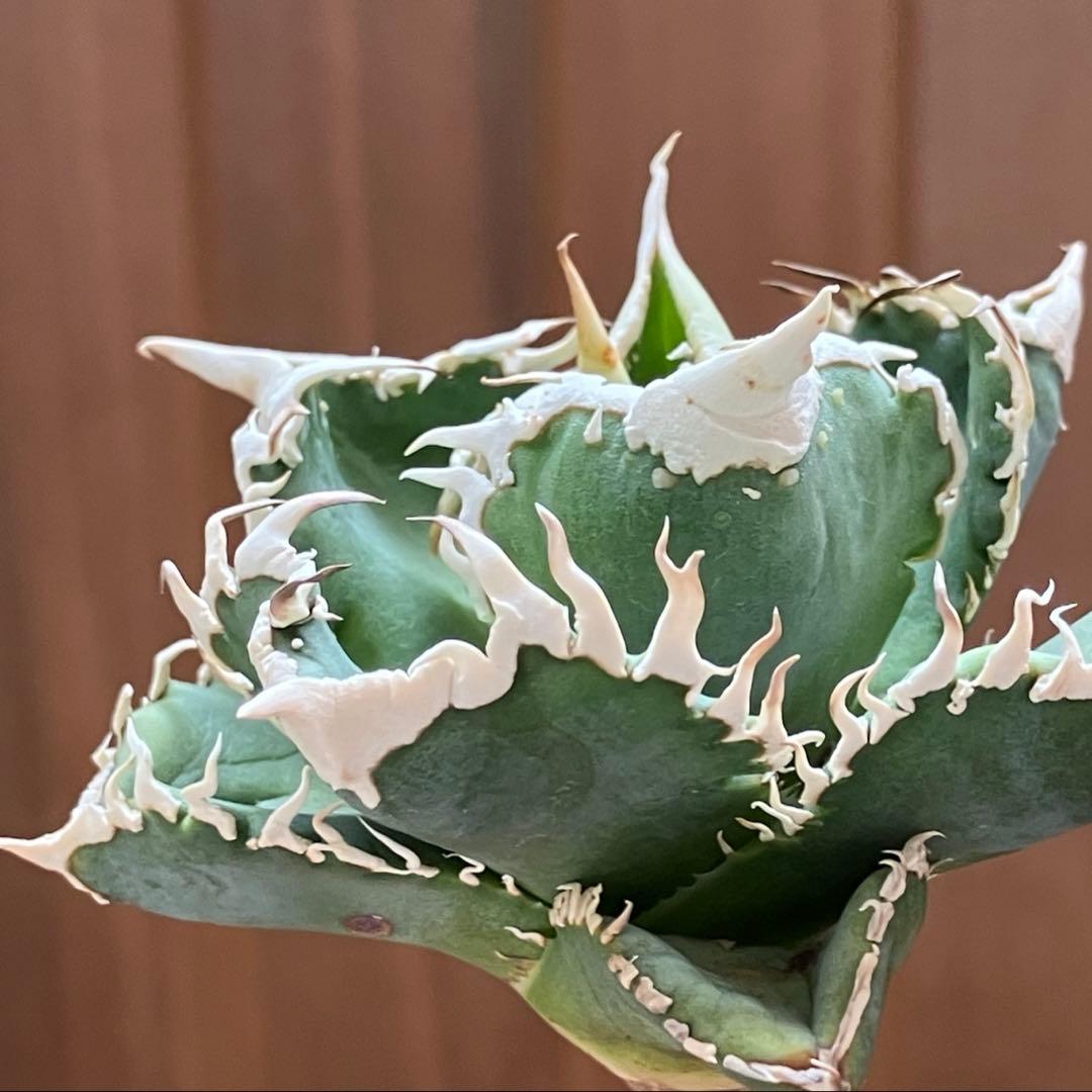 ポ*コ様 【週末オークション】超選抜　太棘　アガベ　チタノタ　白豪刺　TC 優秀