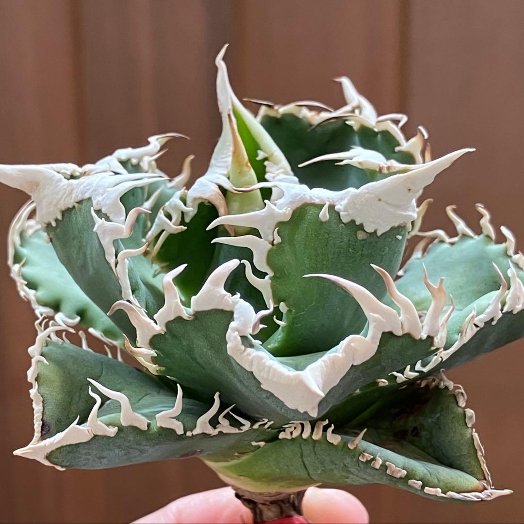 ポ*コ様 【週末オークション】超選抜　太棘　アガベ　チタノタ　白豪刺　TC 優秀