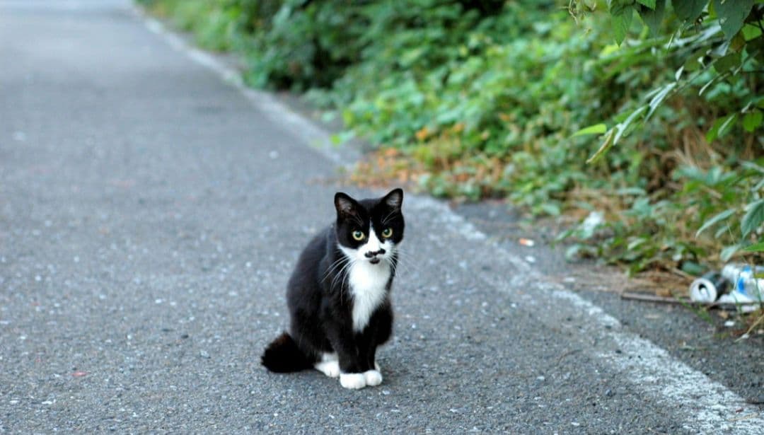 NIKON　D70　ダブルレンズ⚡️初心者⚡️ニコン⚡️一眼レフ⚡️超望遠