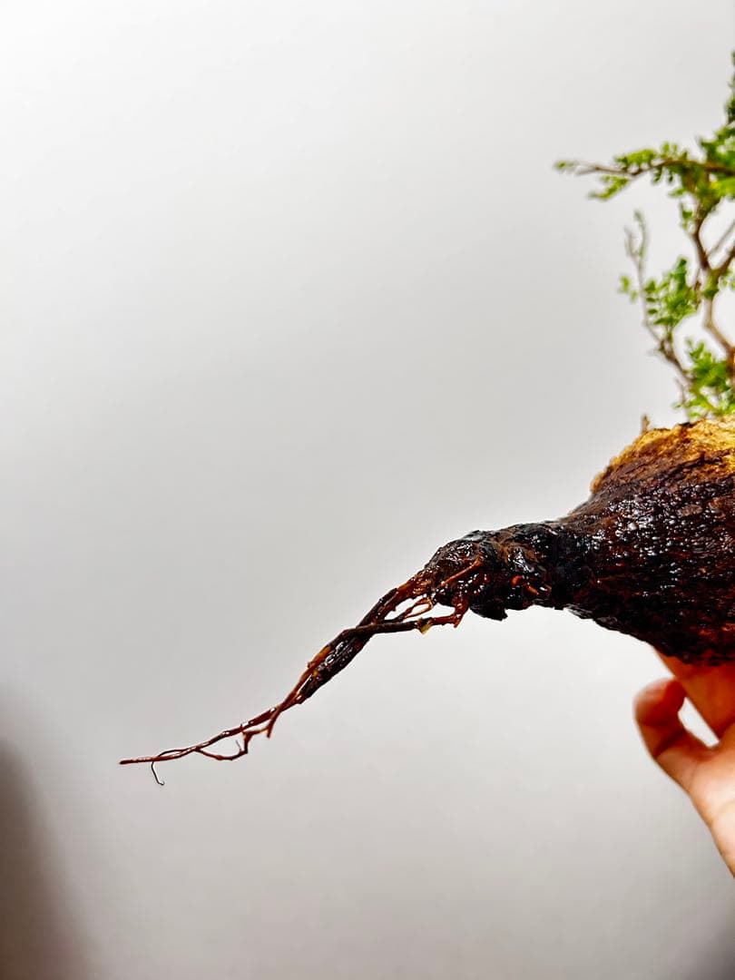 【現地発根株】オペルクリカリアパキプス