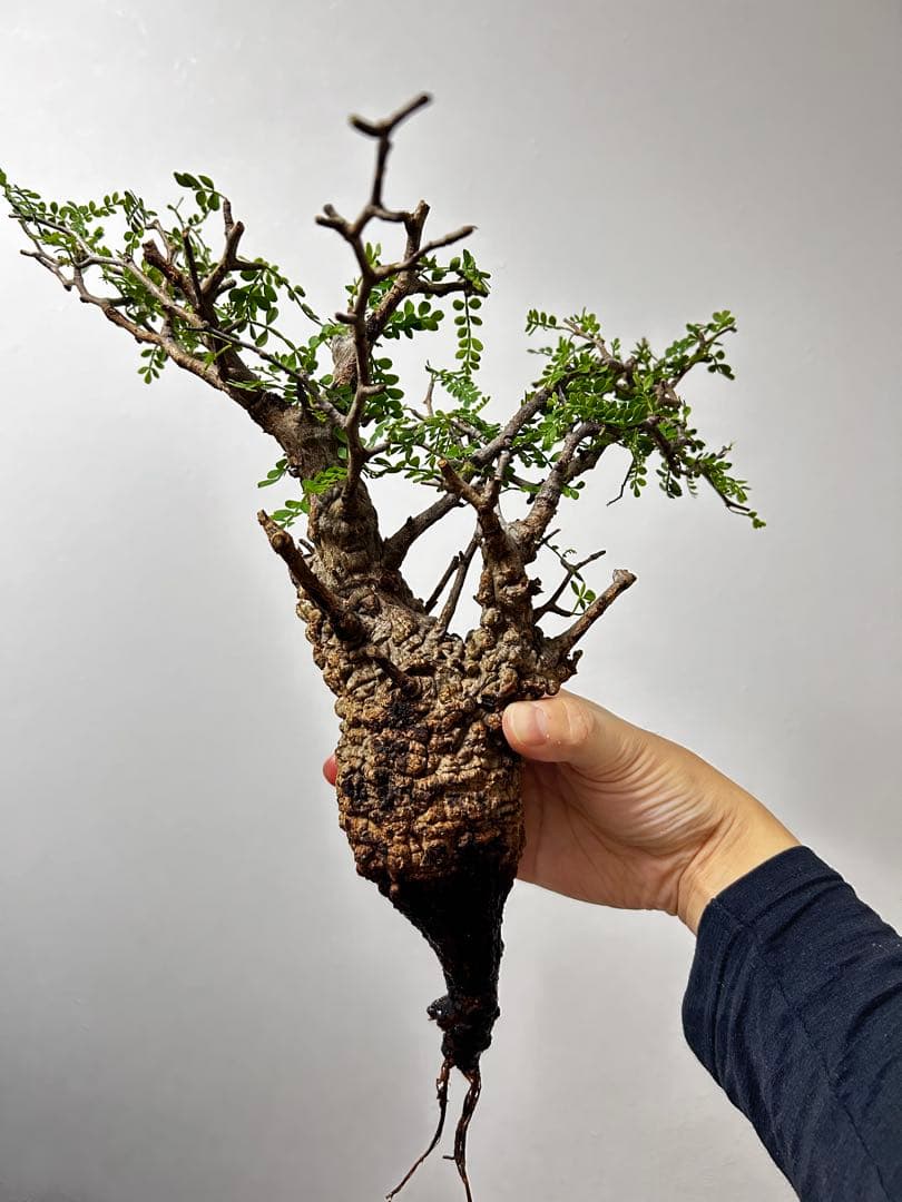 【現地発根株】オペルクリカリアパキプス