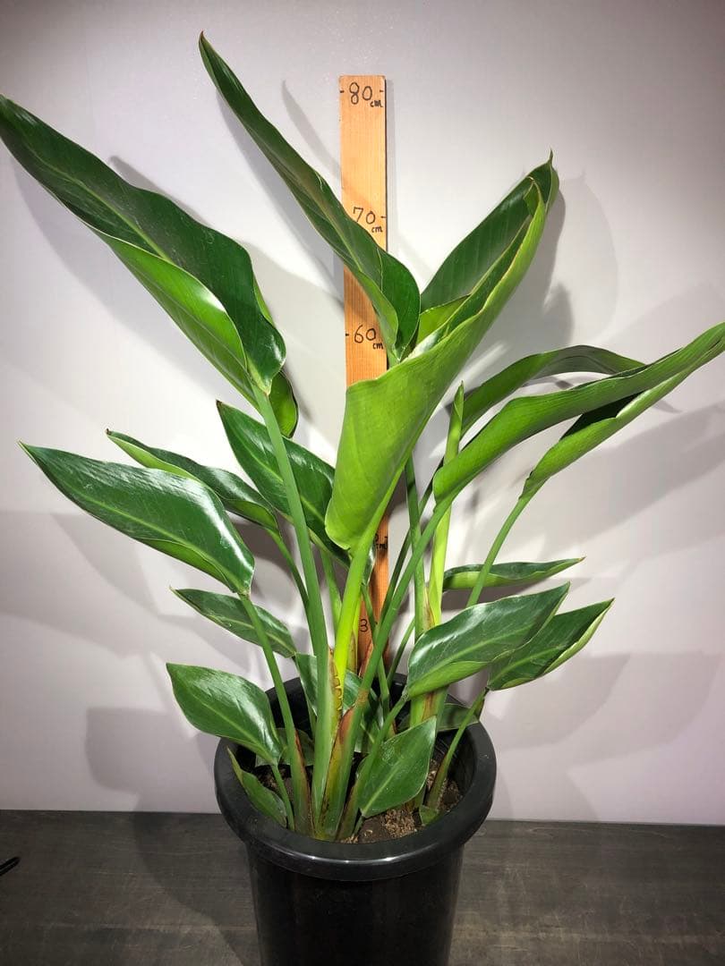 ストレチア　オーガスタ　3株入り　鉢カバー　樹脂製　セット価格(現物)