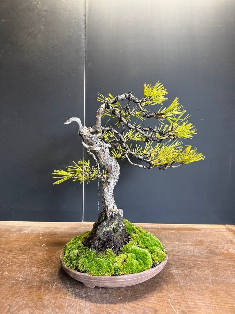 兄*貴様 特別オークション　赤松盆栽文人木石付き古木苔即戦力