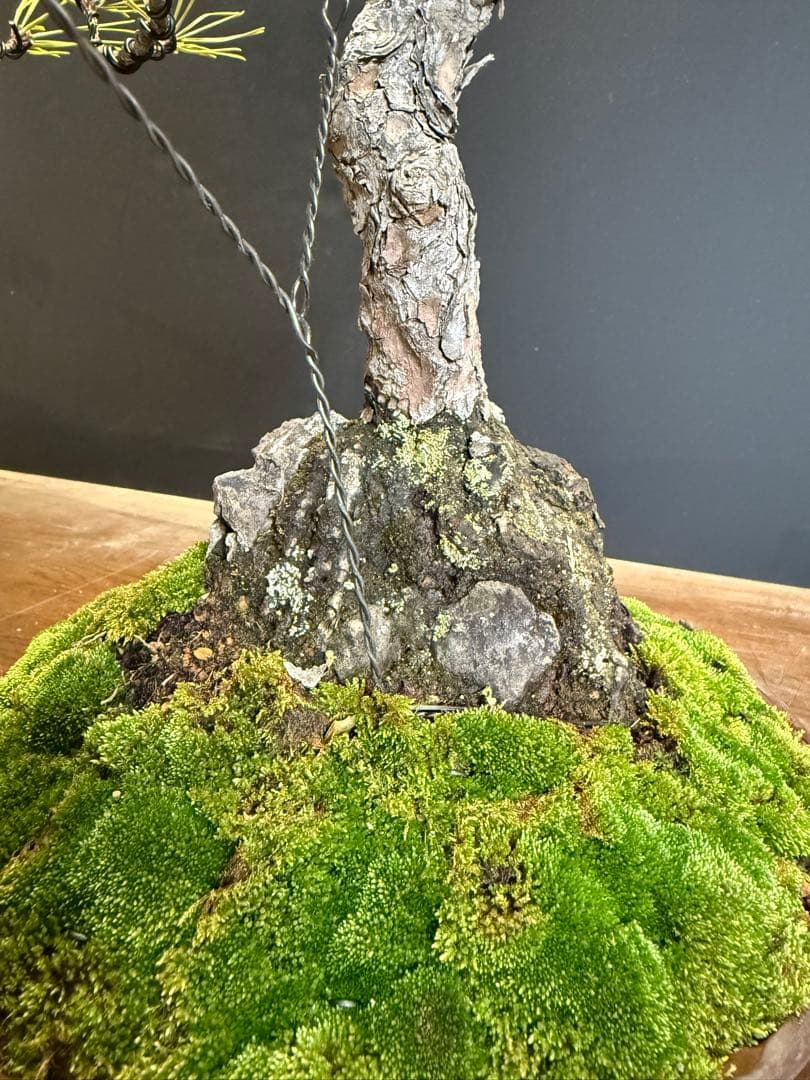 兄*貴様 特別オークション　赤松盆栽文人木石付き古木苔即戦力