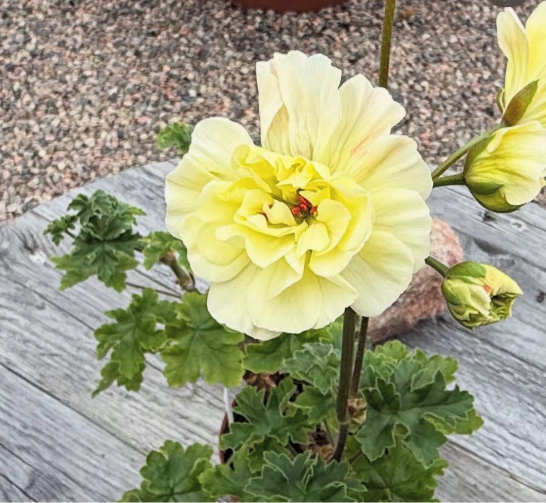 同捆超新品黄色ゼラニウム苗