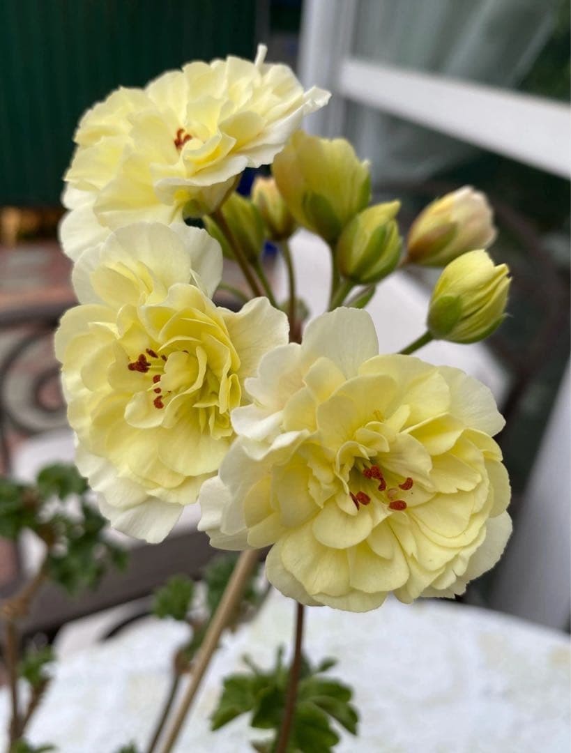 同捆超新品黄色ゼラニウム苗